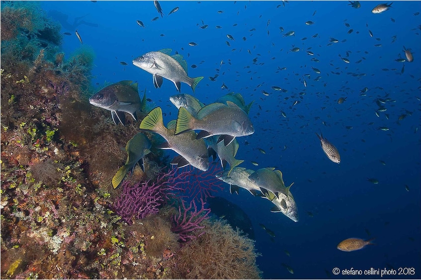 Picture 3 for Activity Olbia: Diving in Tavolara Marine Park in Sardinia