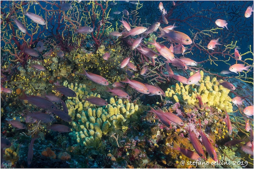 Picture 2 for Activity Olbia: Diving in Tavolara Marine Park in Sardinia