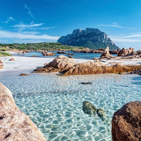 Olbia: Diving in Tavolara Marine Park in Sardinia