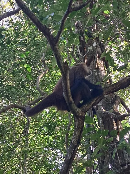 Picture 2 for Activity Canal Tour in Tortuguero National Park