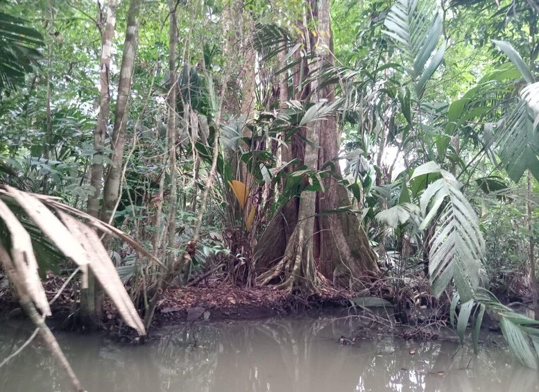 Picture 11 for Activity Canal Tour in Tortuguero National Park