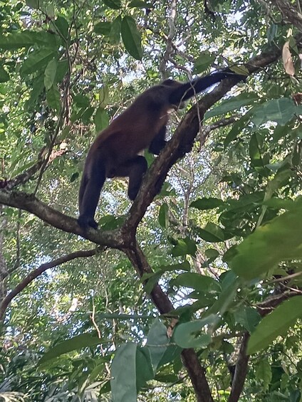 Picture 1 for Activity Canal Tour in Tortuguero National Park