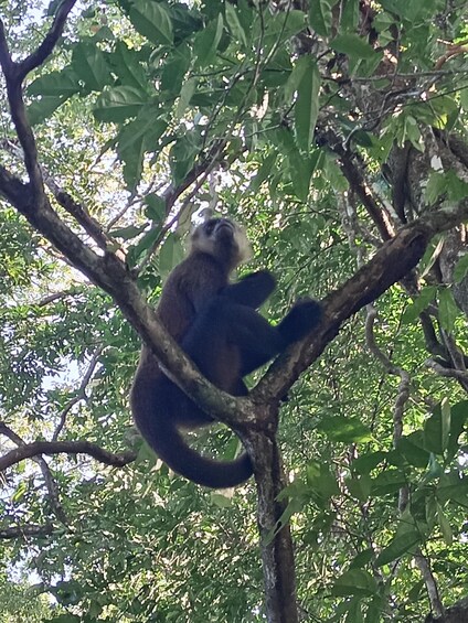 Picture 3 for Activity Canal Tour in Tortuguero National Park