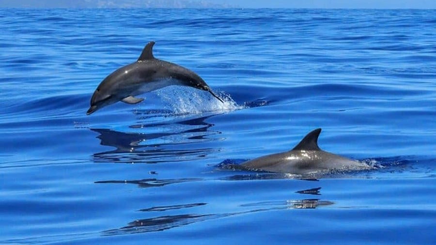 Dolphin Tour, Starfish Tour, BlueLagoon, The Rock, Kuza Cave