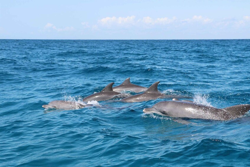 Picture 3 for Activity Dolphin Tour, Starfish Tour, BlueLagoon, The Rock, Kuza Cave