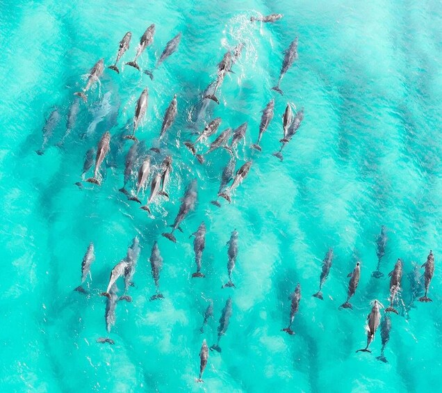 Picture 3 for Activity Zanzibar: Pungume Sandbank Sailboat Tour with BBQ Lunch