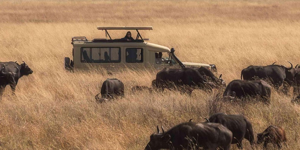 Picture 6 for Activity 3Days Masai Mara Camping Safari with a 4x4 Land Cruiser Jeep