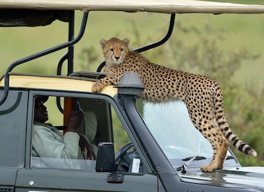 Safari Berkemah Masai Mara selama 3 hari dengan Jeep Land Cruiser 4x4