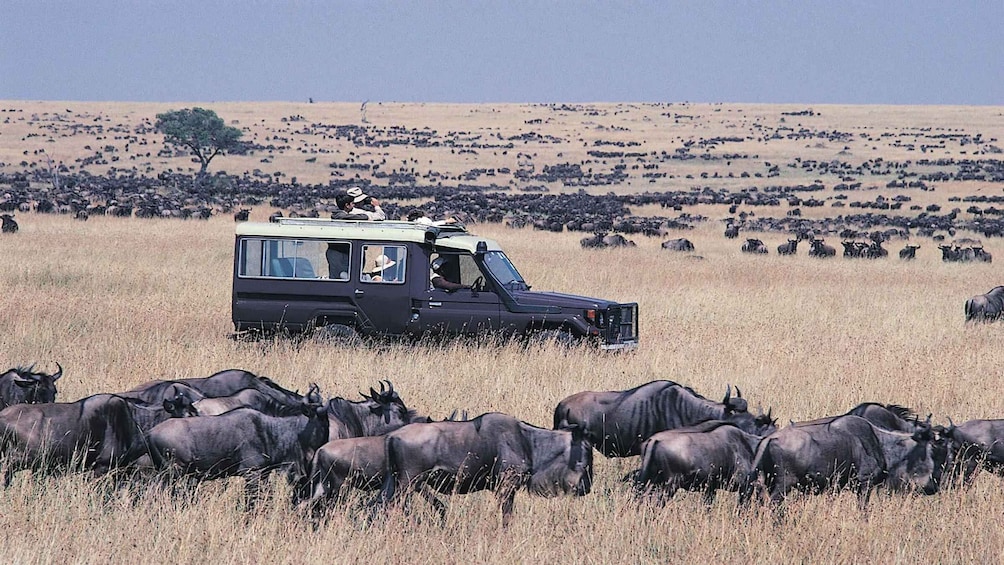 Picture 1 for Activity 3Days Masai Mara Camping Safari with a 4x4 Land Cruiser Jeep