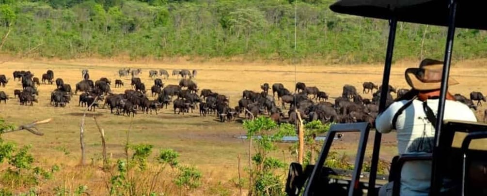 Picture 4 for Activity 3Days Masai Mara Camping Safari with a 4x4 Land Cruiser Jeep