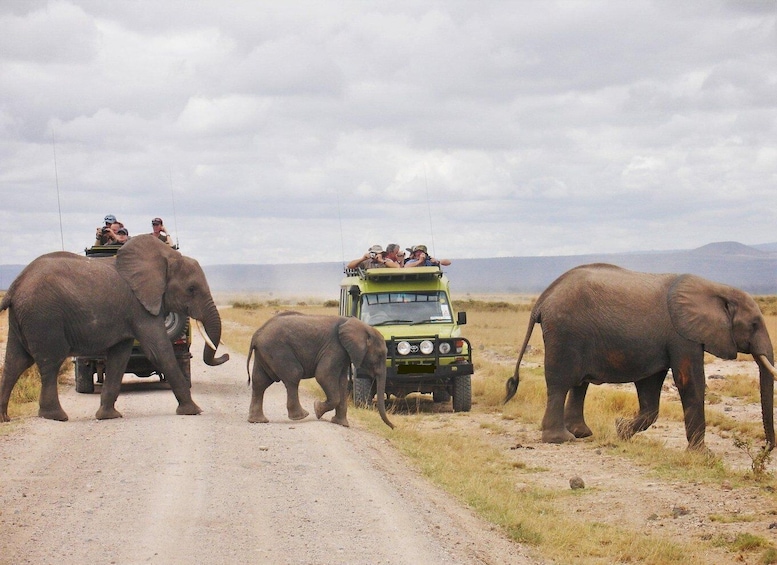 Picture 3 for Activity 3Days Masai Mara Camping Safari with a 4x4 Land Cruiser Jeep