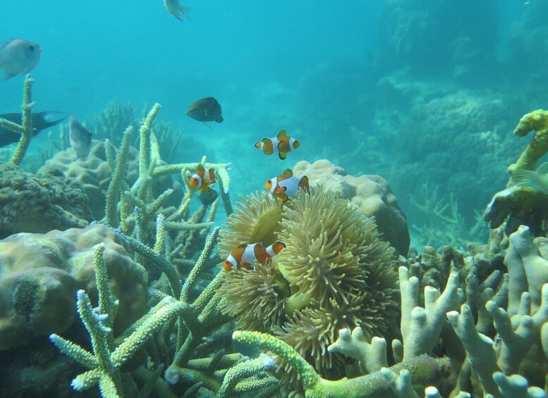 Picture 1 for Activity From Jepara: 3-Day Snorkeling Tour in the Karimunjawa Island