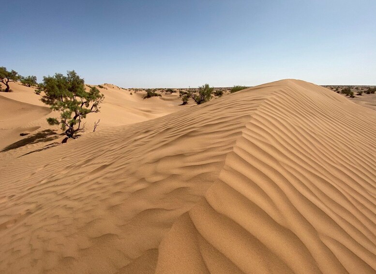 Picture 2 for Activity From Agadir/Tamraght/Taghazout: Sandoarding in Sand Dunes