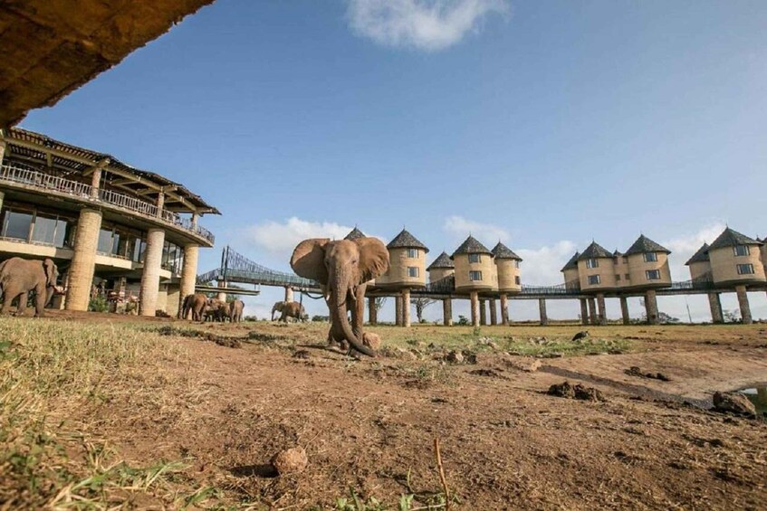 Picture 3 for Activity Overnight saltlick Safari from Mombasa