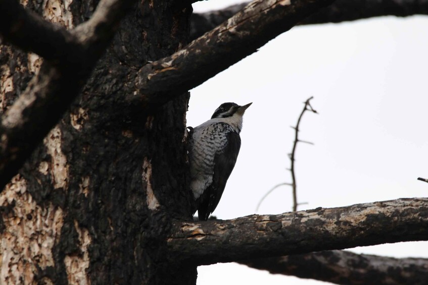 Picture 10 for Activity Birding Hike and Hot Spring Soak from Denver