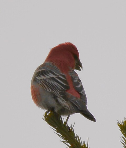 Picture 4 for Activity Birding Hike and Hot Spring Soak from Denver