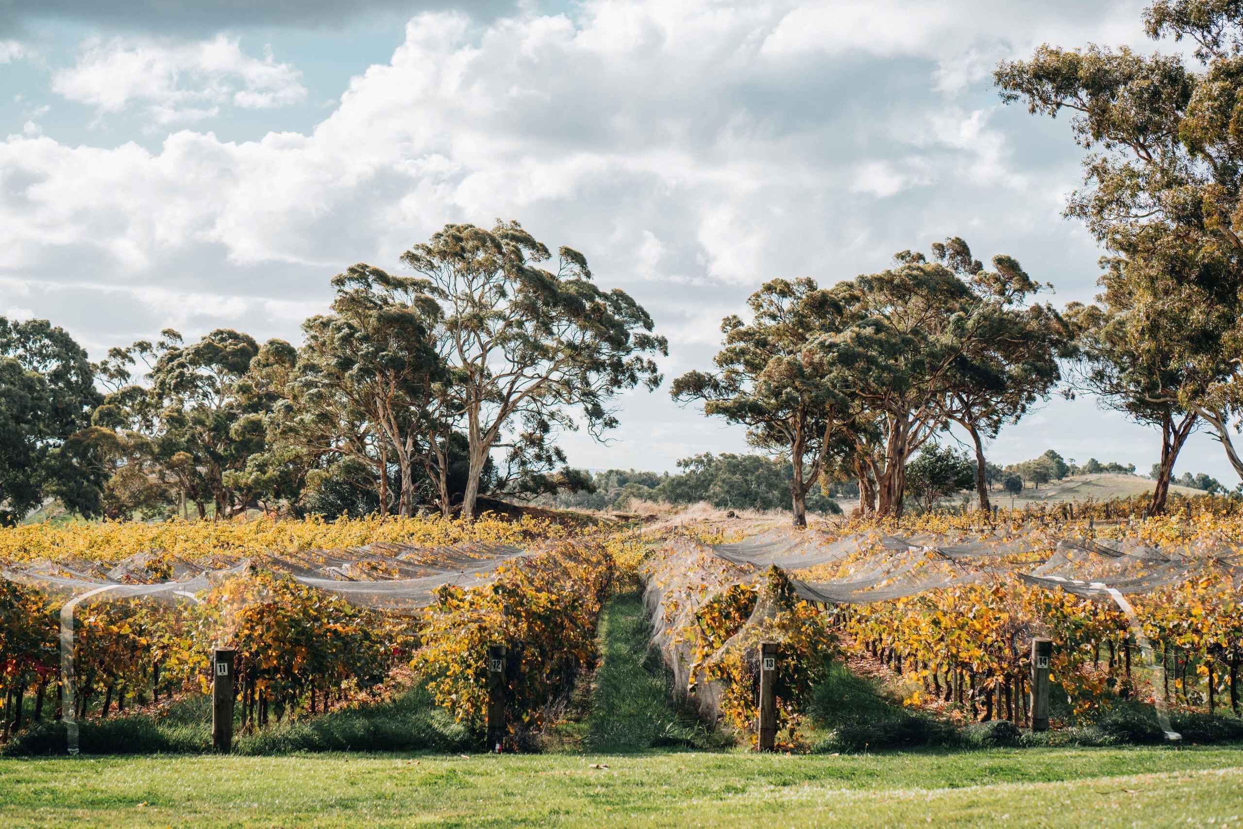 Picture 3 for Activity Barossa Valley: EcoVine Explorer - e-cart vineyard tour