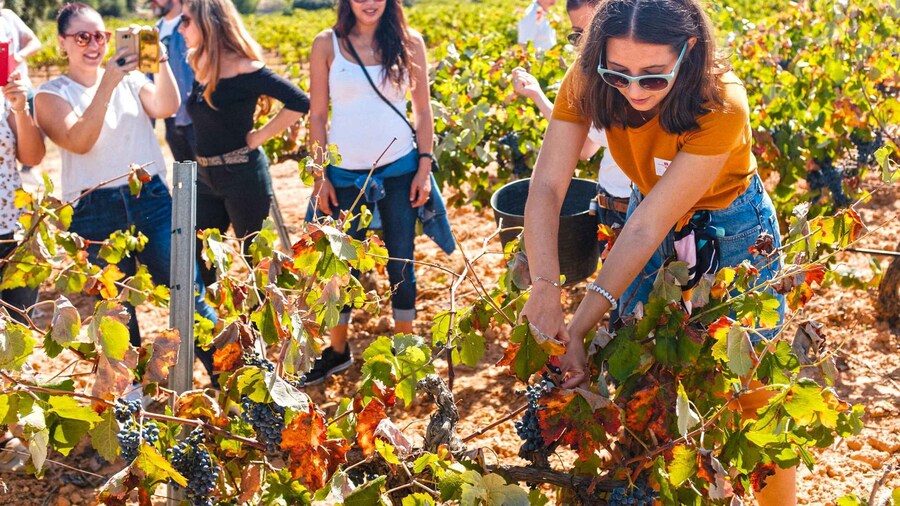 Valencia: Winery Visit with Vineyard Tour & Wine Tasting