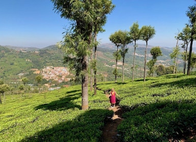 Ooty: Private Tamil Nadu Day Trip with Tea Factory Tour