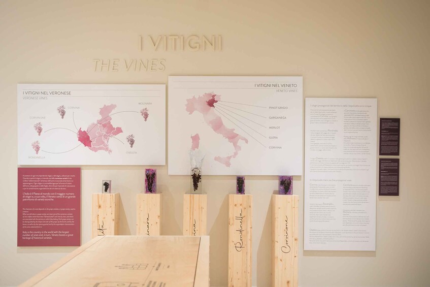 Picture 5 for Activity Non guided tour of the wine museum and amarone tasting