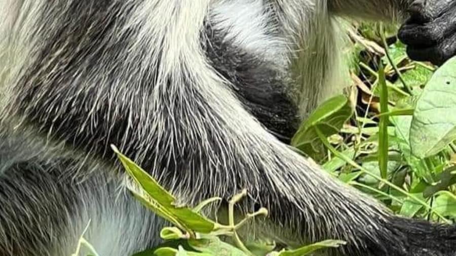 Jozani Forest Walking Tour