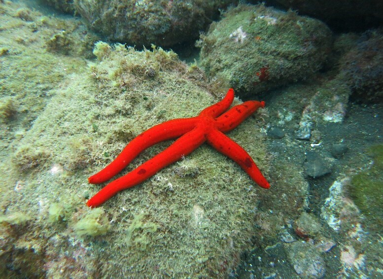 Picture 3 for Activity Funchal: Snorkeling Adventure in the Eco-Park