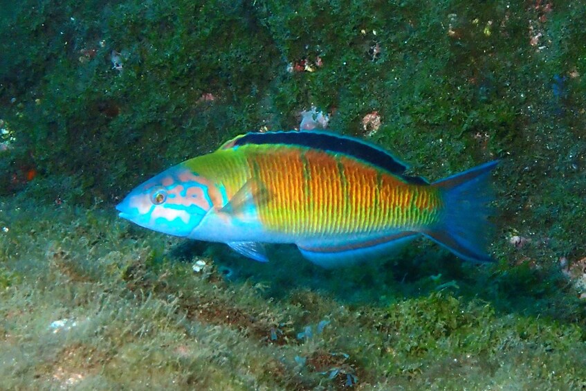 Picture 7 for Activity Funchal: Snorkeling Adventure in the Eco-Park