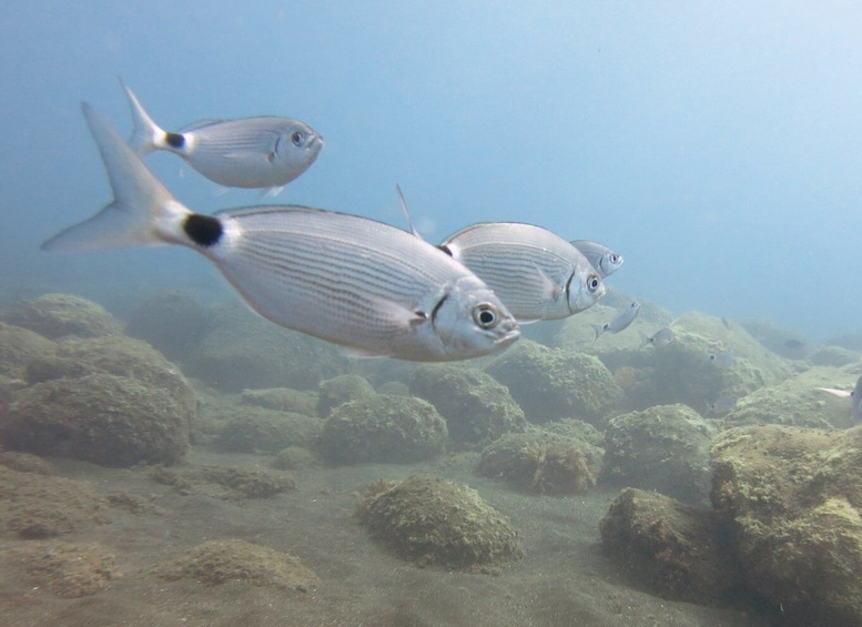 Picture 5 for Activity Funchal: Snorkeling Adventure in the Eco-Park