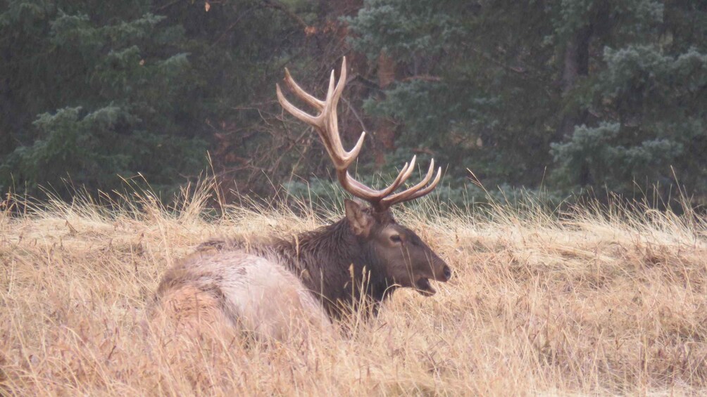 Picture 9 for Activity Calgary: 2-Day Banff National Park Highlights Summer Tour