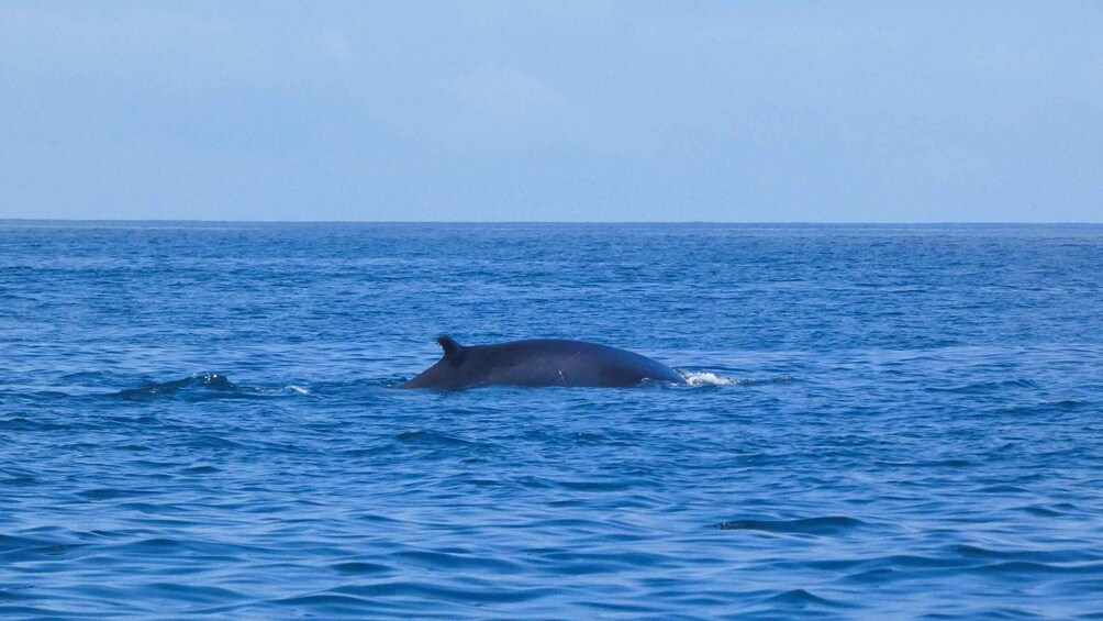 Picture 23 for Activity Sesimbra:Private Dolphin Watching Tour Arrábida Natural Park