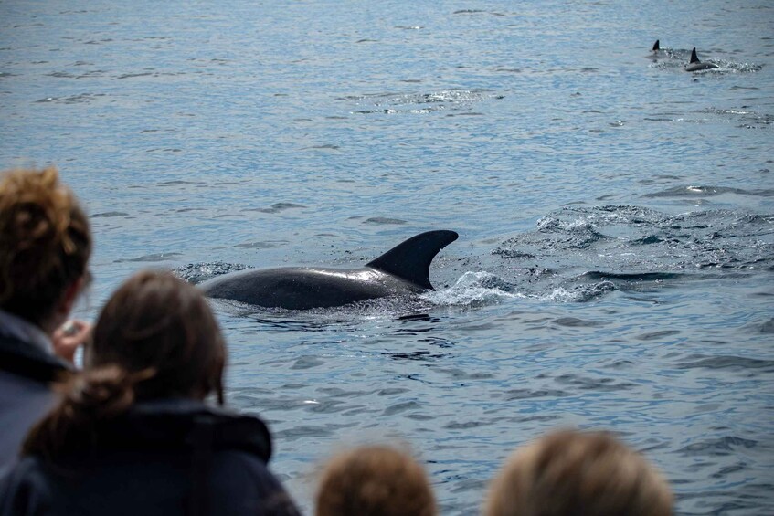 Picture 32 for Activity Sesimbra:Private Dolphin Watching Tour Arrábida Natural Park