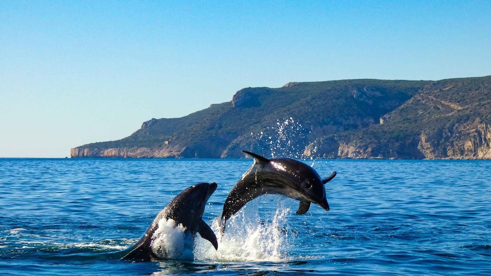 Sesimbra:Private Dolphin Watching Tour Arrábida Natural Park