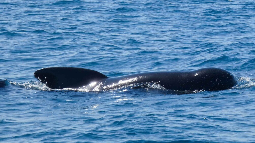 Picture 15 for Activity Sesimbra:Private Dolphin Watching Tour Arrábida Natural Park