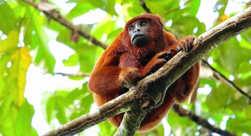 Tambopata: Multi-Day Amazon Rainforest Tour with Local Guide