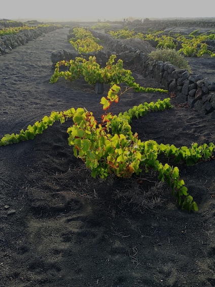 Picture 4 for Activity Winetourism in Lanzarote: the first vineyards in Masdache
