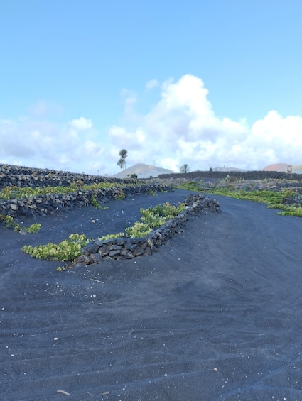Picture 5 for Activity Winetourism in Lanzarote: the first vineyards in Masdache