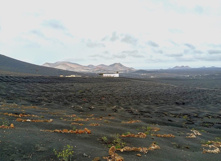 Winetourism in Lanzarote: the first vineyards in Masdache
