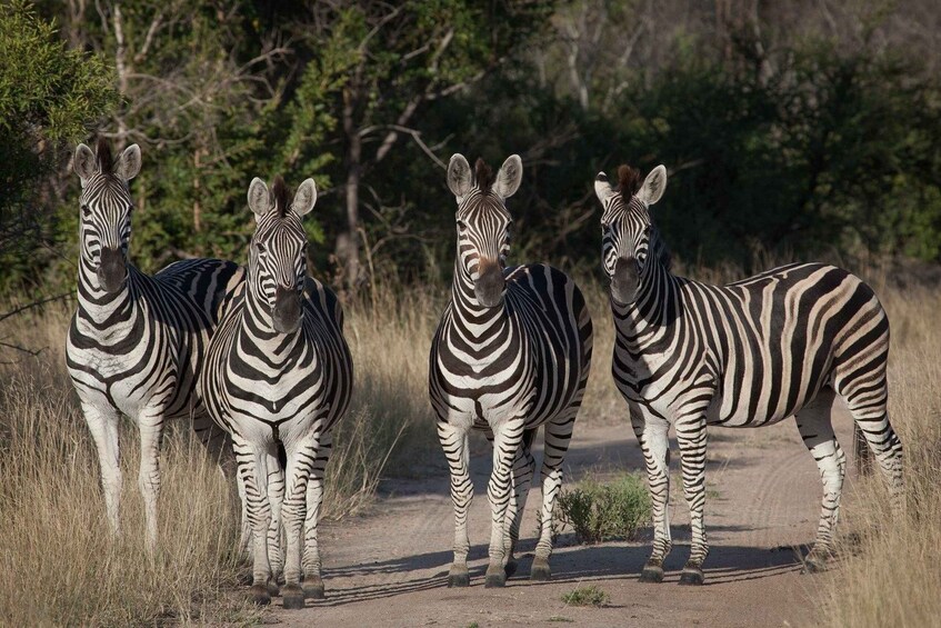 Picture 6 for Activity 4 Days Kruger National Park and Panorama Route