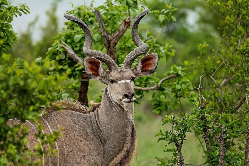 Picture 1 for Activity 4 Days Kruger National Park and Panorama Route