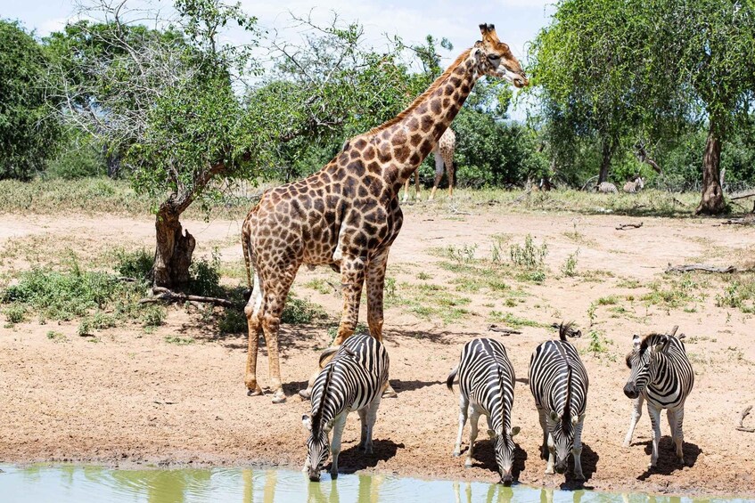 Picture 4 for Activity 4 Days Kruger National Park and Panorama Route