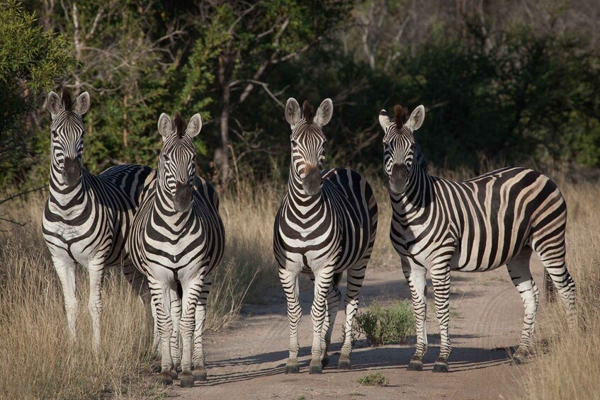 Picture 6 for Activity 4 Days Kruger National Park and Panorama Route