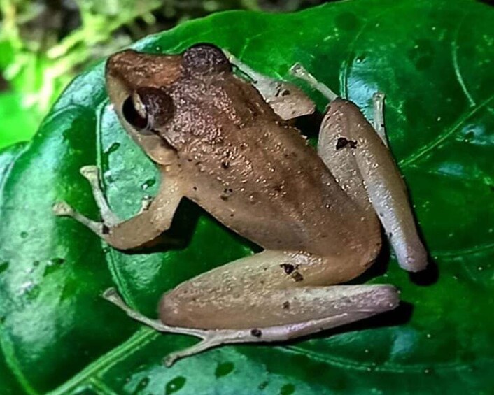 Picture 2 for Activity Monteverde: Wildlife Observation Night Walking Tour