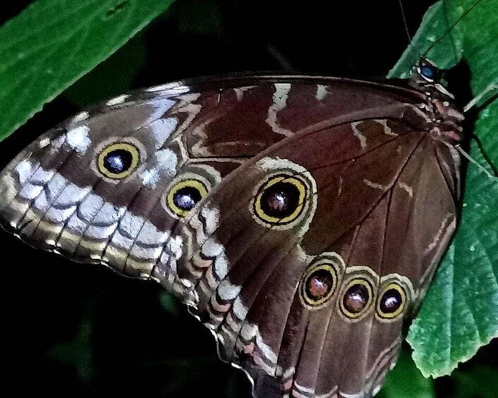 Picture 4 for Activity Monteverde: Wildlife Observation Night Walking Tour