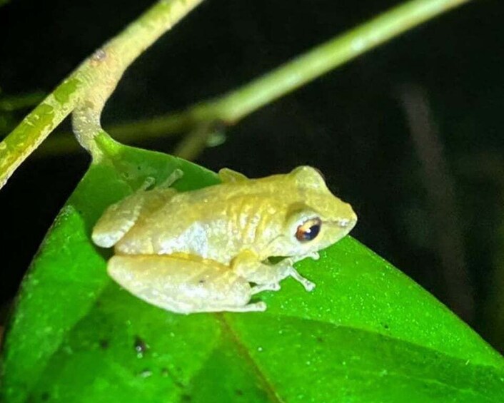 Monteverde: Wildlife Observation Night Walking Tour