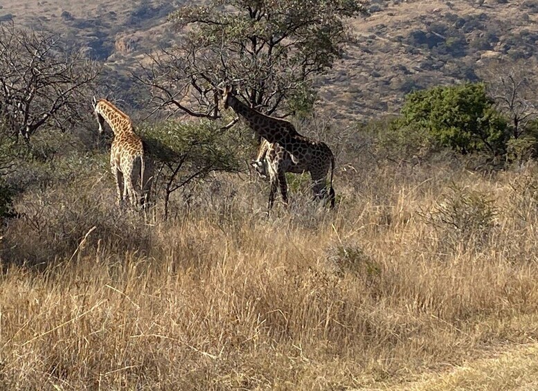 Picture 1 for Activity Harties Horseback Safari and Ziplining Adventure