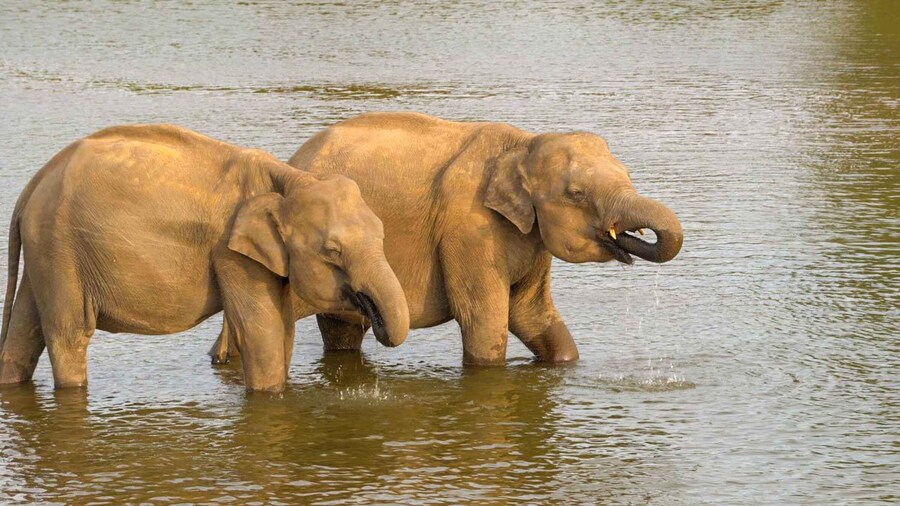 Minneriya: Minneriya National Park Private Evening Safari