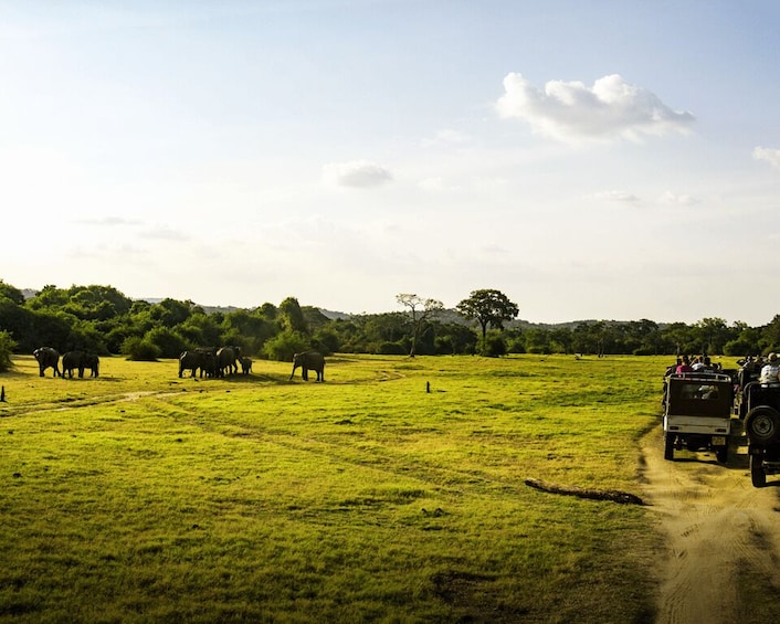 Picture 5 for Activity All-Inclusive Habarana Hurulu Eco Park Privet Halfday Safari