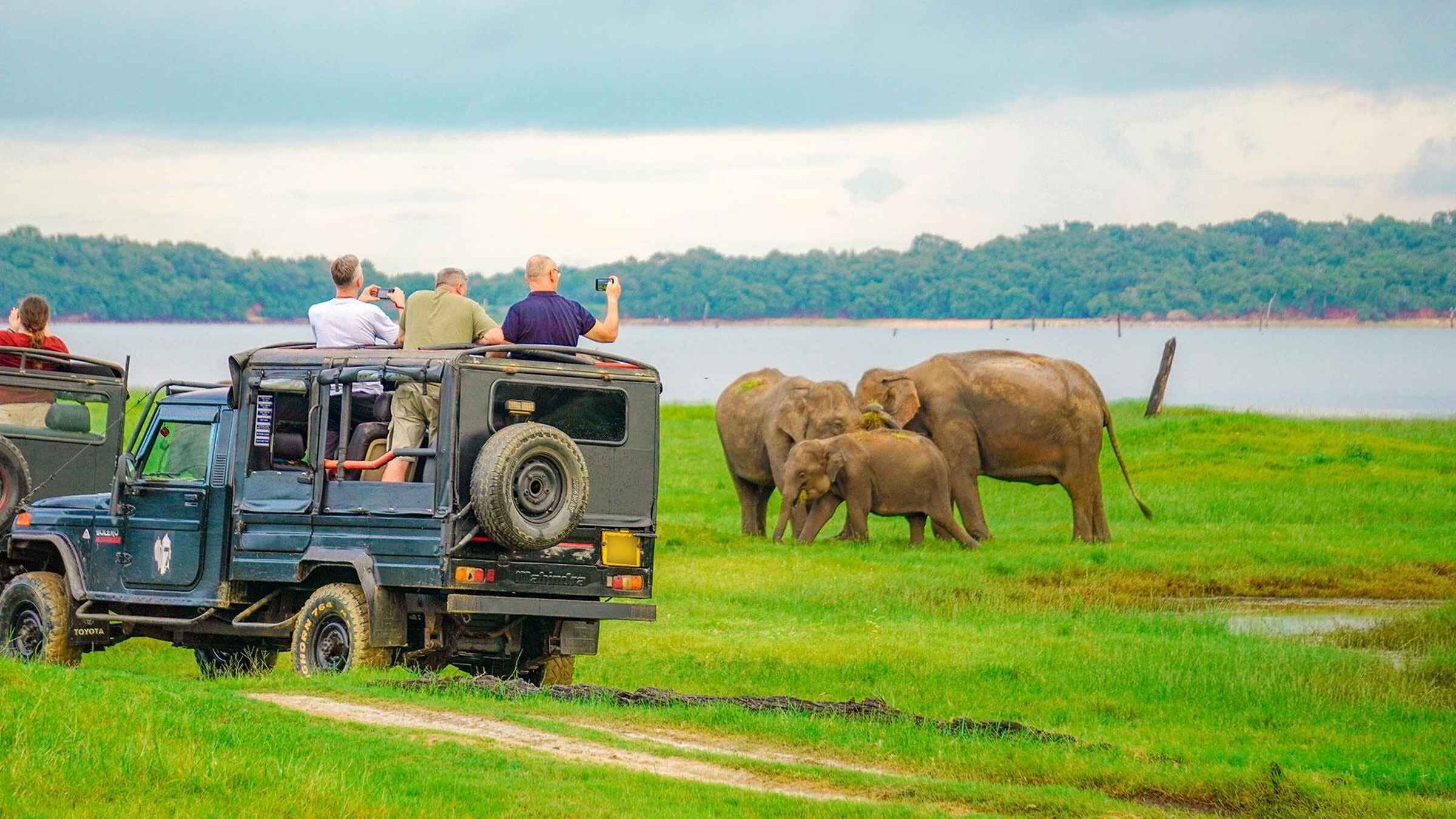 From Sigiriya: Minneriya National Park Private Jeep Safari
