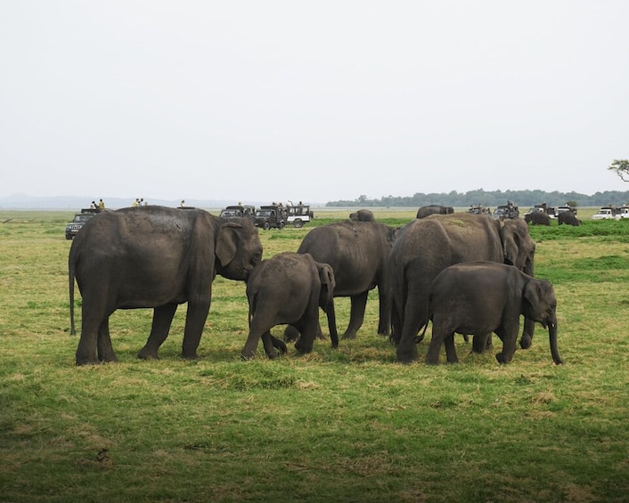 Picture 1 for Activity All-Inclusive Habarana Hurulu Eco Park Privet Halfday Safari