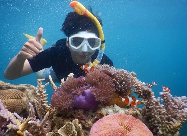 Snorkelling & islandhopping tour Karimunjawa (private tour)